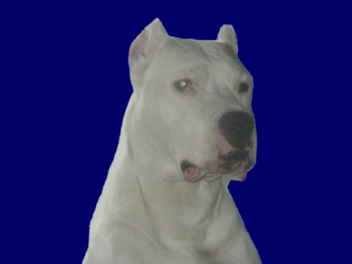 Spayk Mon Dogo Dispo pour saillie